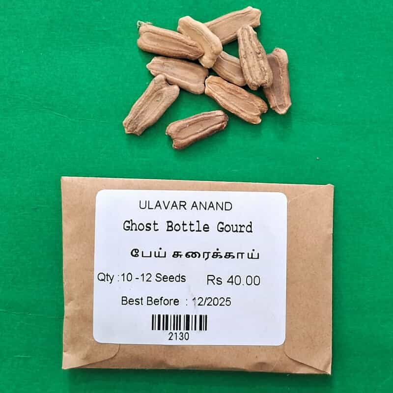 Ghost Bottle Gourd ( பேய் சுரைக்காய்) Ghost Bottle Gourd ( பேய் சுரைக்காய்)