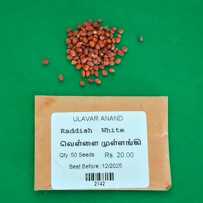 WHITE RADDISH (வெள்ளை முள்ளங்கி) WHITE RADDISH (வெள்ளை முள்ளங்கி)
