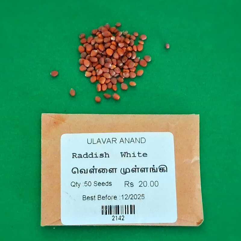 WHITE RADDISH (வெள்ளை முள்ளங்கி) WHITE RADDISH (வெள்ளை முள்ளங்கி)