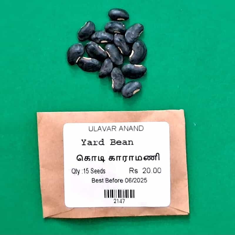 COWPEA VINE - KODI KARAMANI (கொடி காராமணி) COWPEA VINE - KODI KARAMANI (கொடி காராமணி)