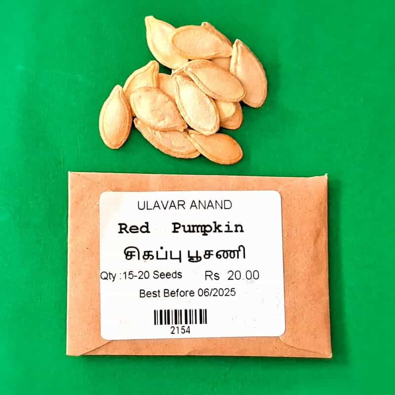 RED PUMKIN - PARANKIKAI (பரங்கிக்காய் சர்க்கரை பூசணி) RED PUMKIN - PARANKIKAI (பரங்கிக்காய் சர்க்கரை பூசணி)