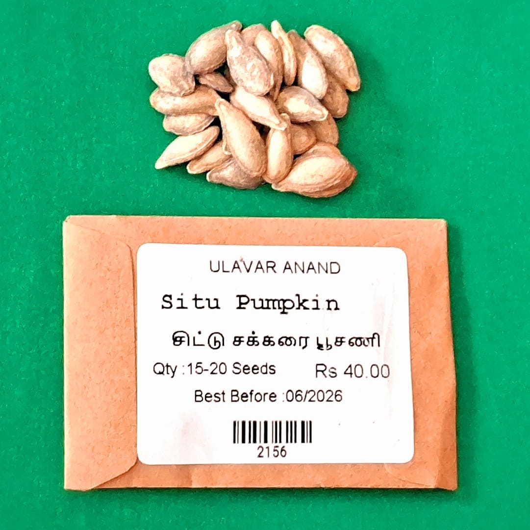 Situ Pumpkin( சிட்டு சக்கரை பூசணி ) Situ Pumpkin( சிட்டு சக்கரை பூசணி )