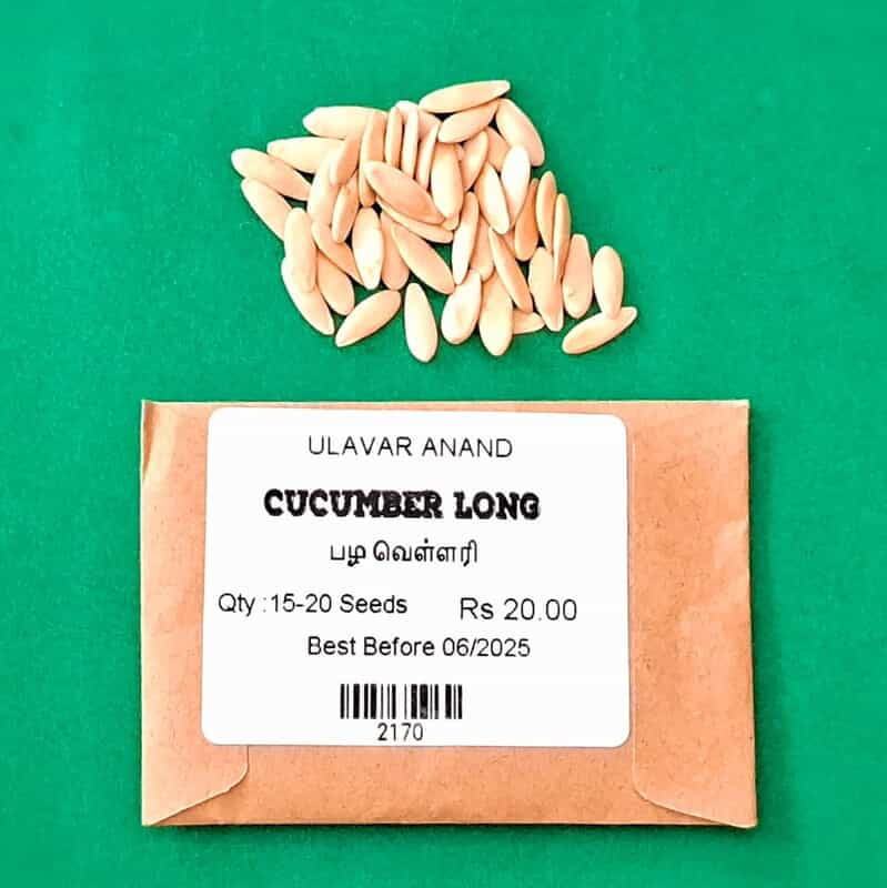 CUCUMBER (வெள்ளரி - பழம்) CUCUMBER (வெள்ளரி - பழம்)