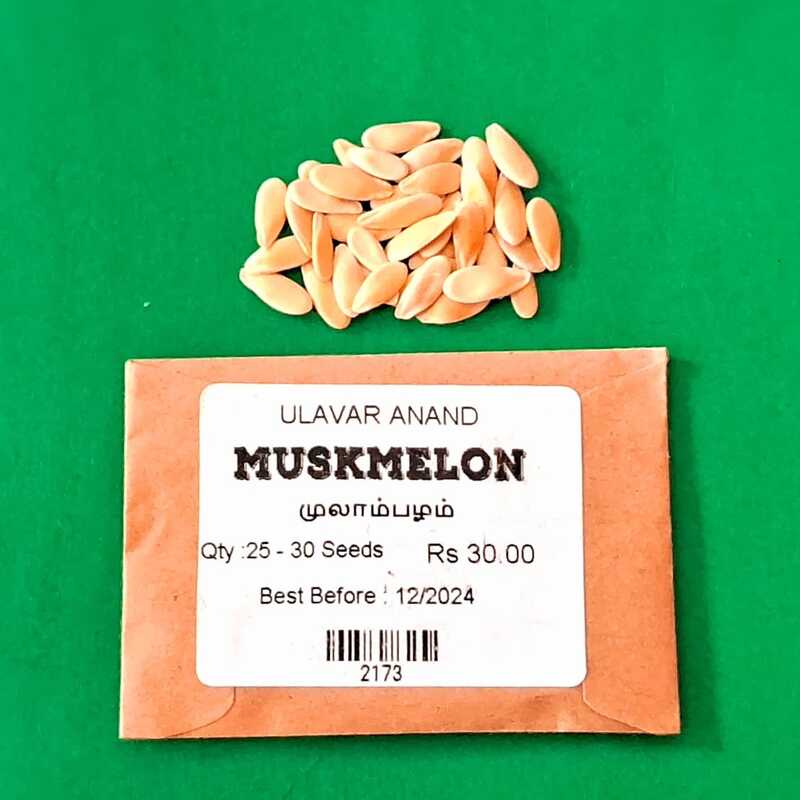 MUSKMELON (முலாம்பழம்) MUSKMELON (முலாம்பழம்)
