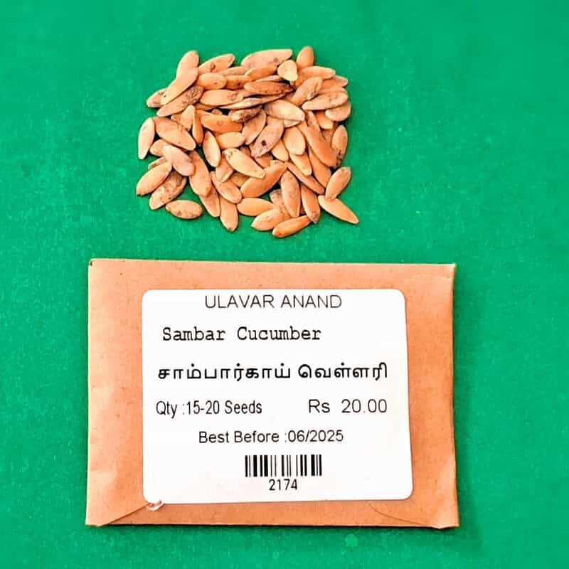 சாம்பார் வெள்ளரி | Sambar Vellari சாம்பார் வெள்ளரி | Sambar Vellari