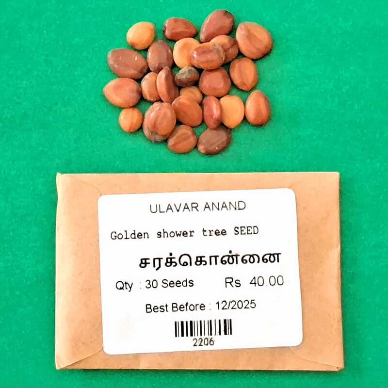 Golden shower tree | சரக்கொன்னை