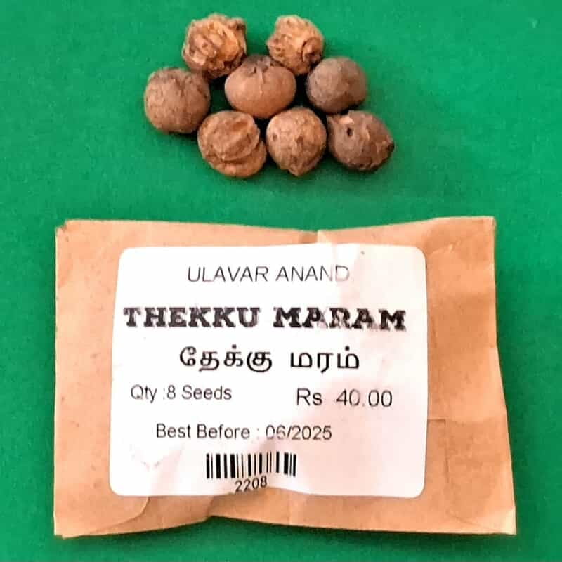 Thekku maram | Teak Tree (தேக்கு) Thekku maram | Teak Tree (தேக்கு)