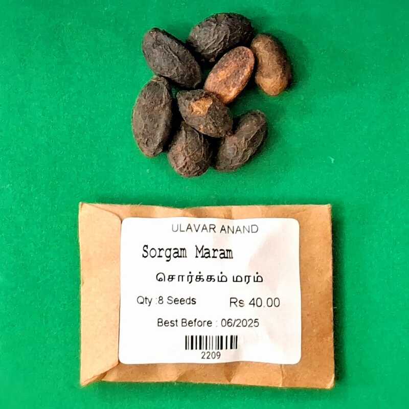 Sorgam Maram | Paradise Tree ( சொர்கம் மரம்) Sorgam Maram | Paradise Tree ( சொர்கம் மரம்)