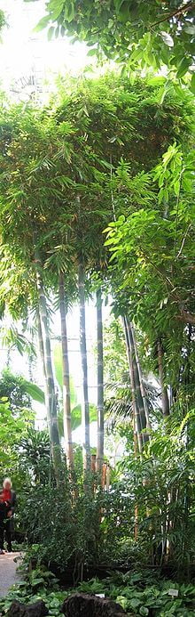 Perumoongil | Dendrocalamus giganteus (பெருமூங்கில் ) Perumoongil | Dendrocalamus giganteus (பெருமூங்கில் )
