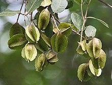 Karumarudhu | Terminalia Arjuna (கருமருது) Karumarudhu | Terminalia Arjuna (கருமருது)