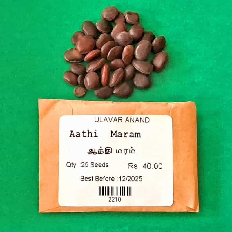 Aaththi Maram | Camel Foot Tree (ஆத்தி மரம்) Aaththi Maram | Camel Foot Tree (ஆத்தி மரம்)