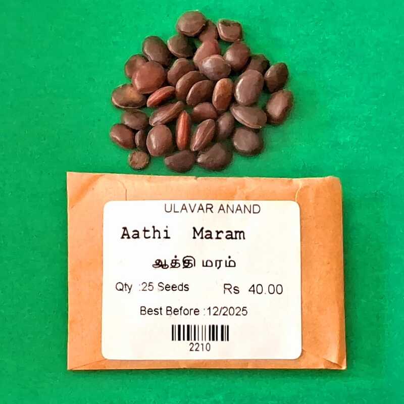 Aaththi Maram | Camel Foot Tree (ஆத்தி மரம்) Aaththi Maram | Camel Foot Tree (ஆத்தி மரம்)