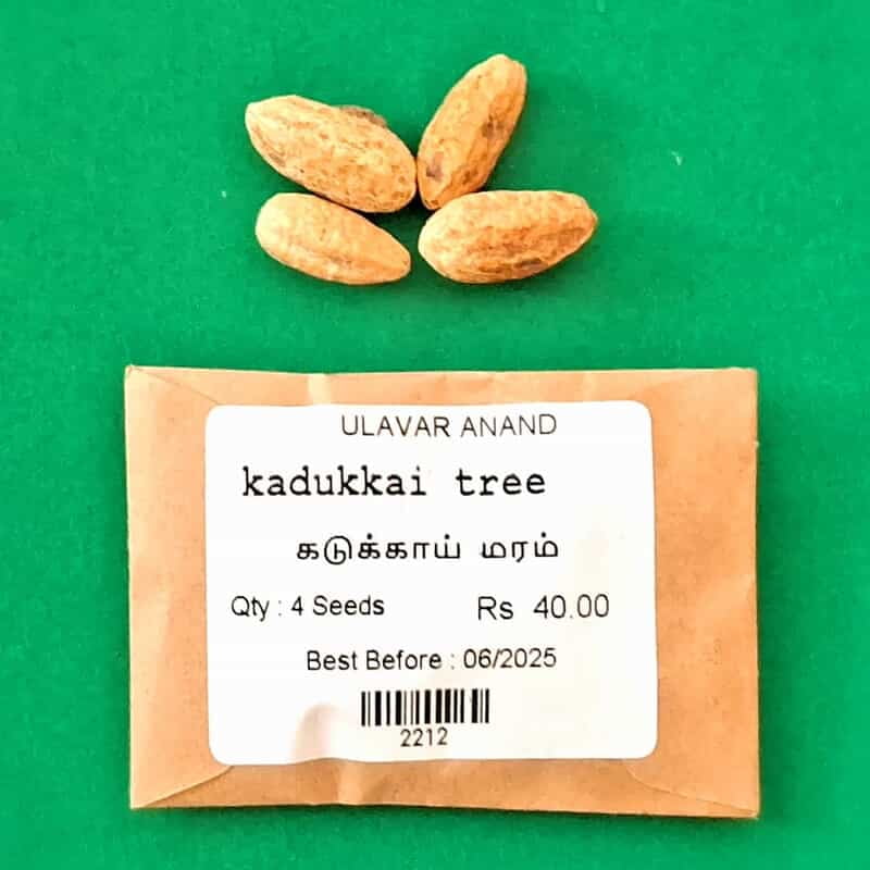 Kadukkai | Terminalia chebula (கடுக்காய்) Kadukkai | Terminalia chebula (கடுக்காய்)
