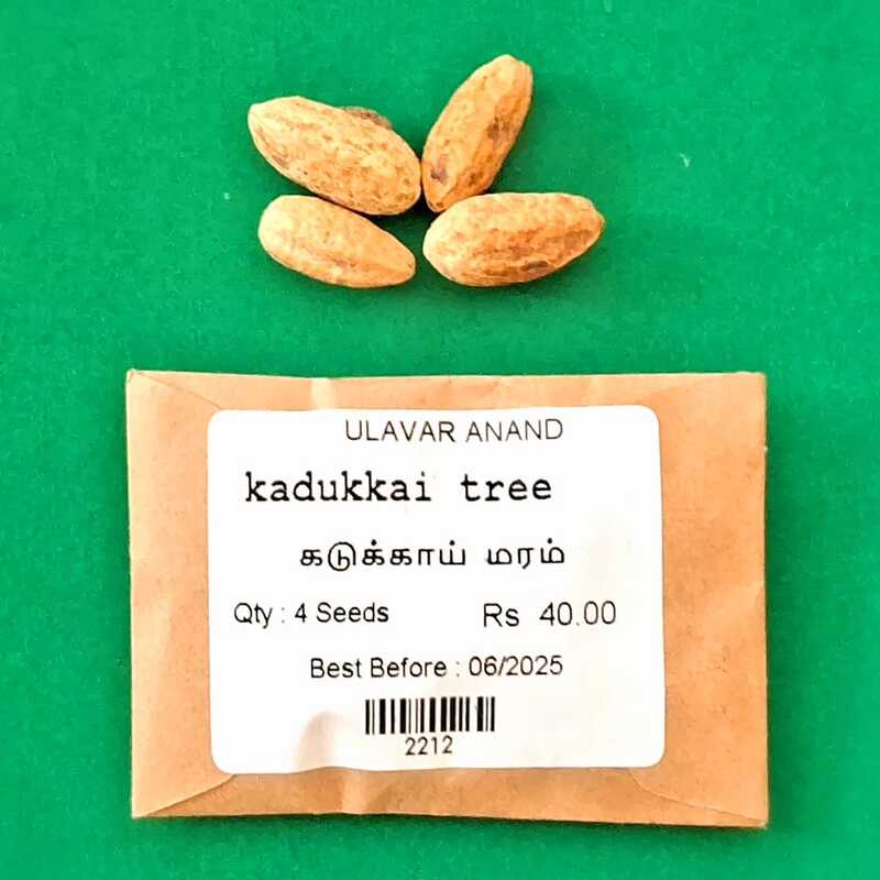 Kadukkai | Terminalia chebula (கடுக்காய்) Kadukkai | Terminalia chebula (கடுக்காய்)