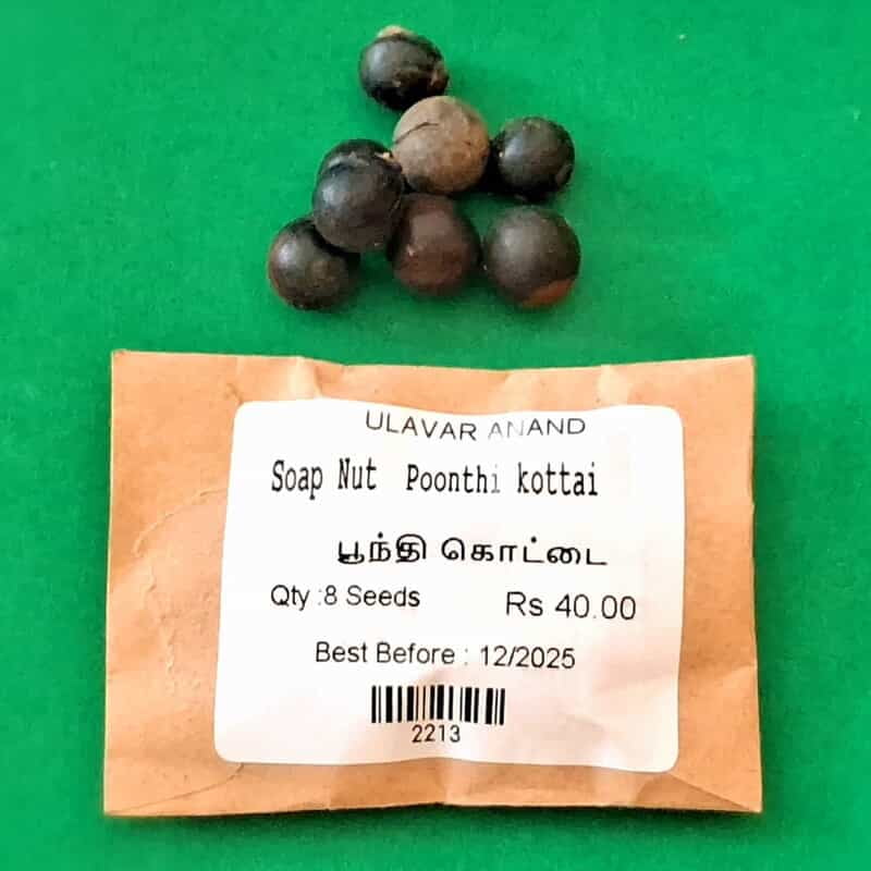 Poonthi Kottai | Soap Nut Tree (பூந்தி கொட்டை) Poonthi Kottai | Soap Nut Tree (பூந்தி கொட்டை)
