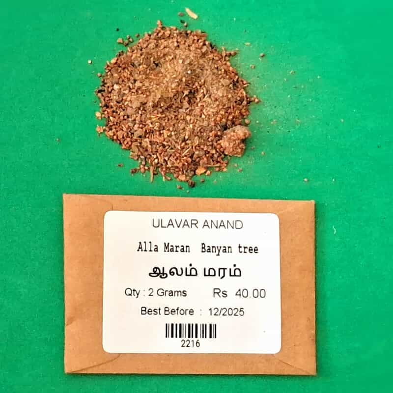 Alla Maram | Bayan Tree (ஆலமரம்) Alla Maram | Bayan Tree (ஆலமரம்)