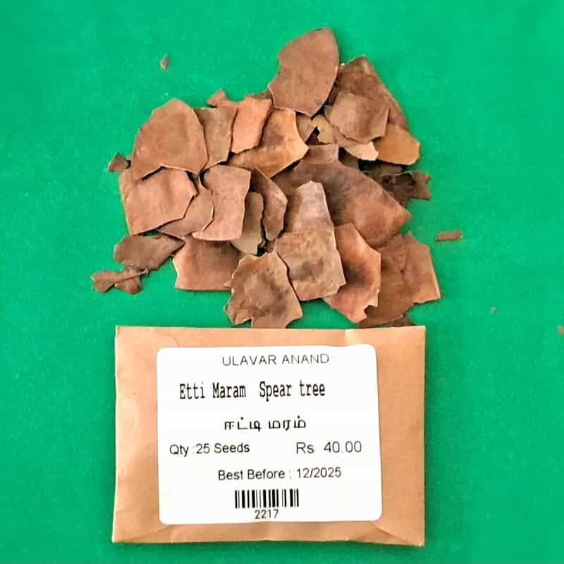 Etti Maram | Spear tree (ஈட்டி மரம்) Etti Maram | Spear tree (ஈட்டி மரம்)