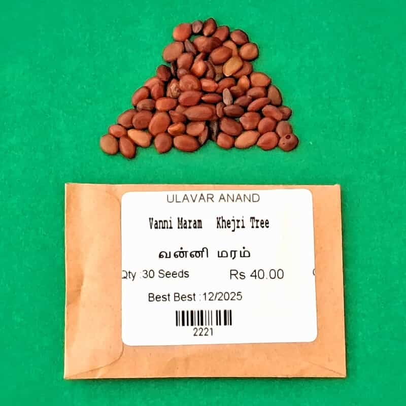 Vanni Maram | Khejri Tree (வன்னி மரம்) Vanni Maram | Khejri Tree (வன்னி மரம்)