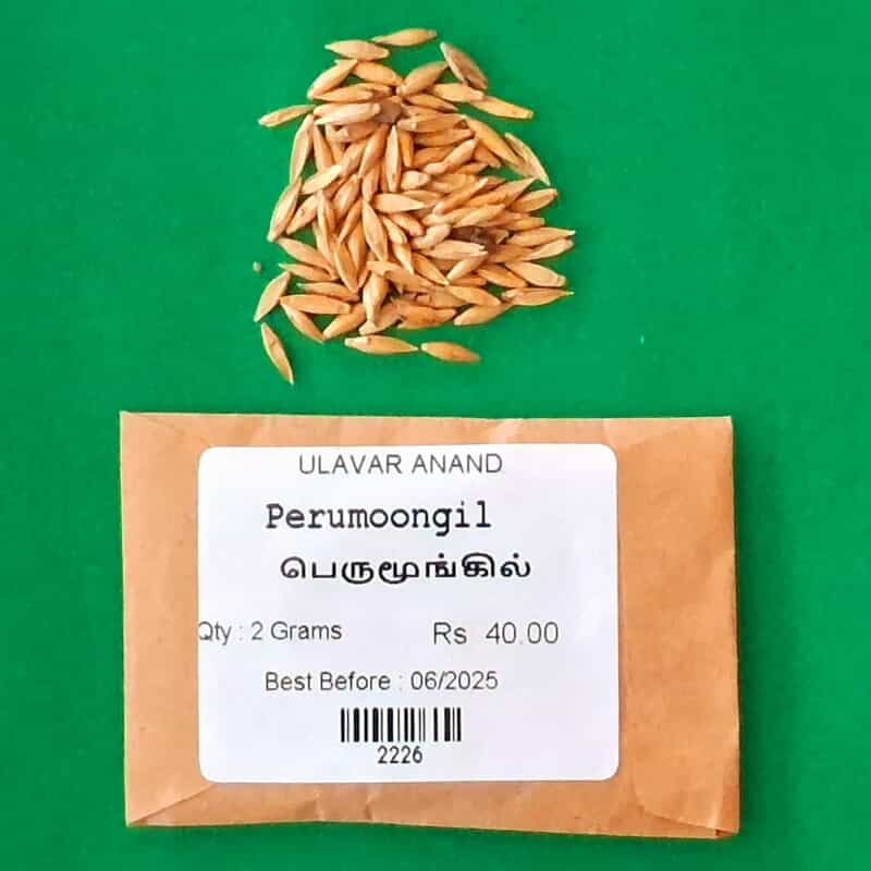 Perumoongil | Dendrocalamus giganteus (பெருமூங்கில் ) Perumoongil | Dendrocalamus giganteus (பெருமூங்கில் )