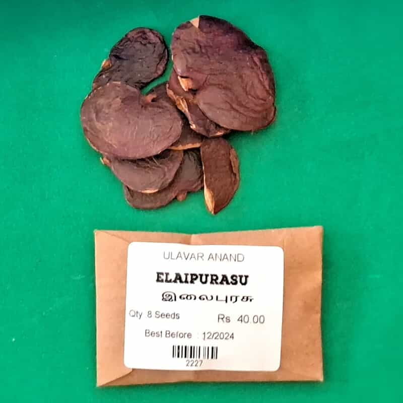 Elaipurasu (இலைபுரசு ) Elaipurasu (இலைபுரசு )
