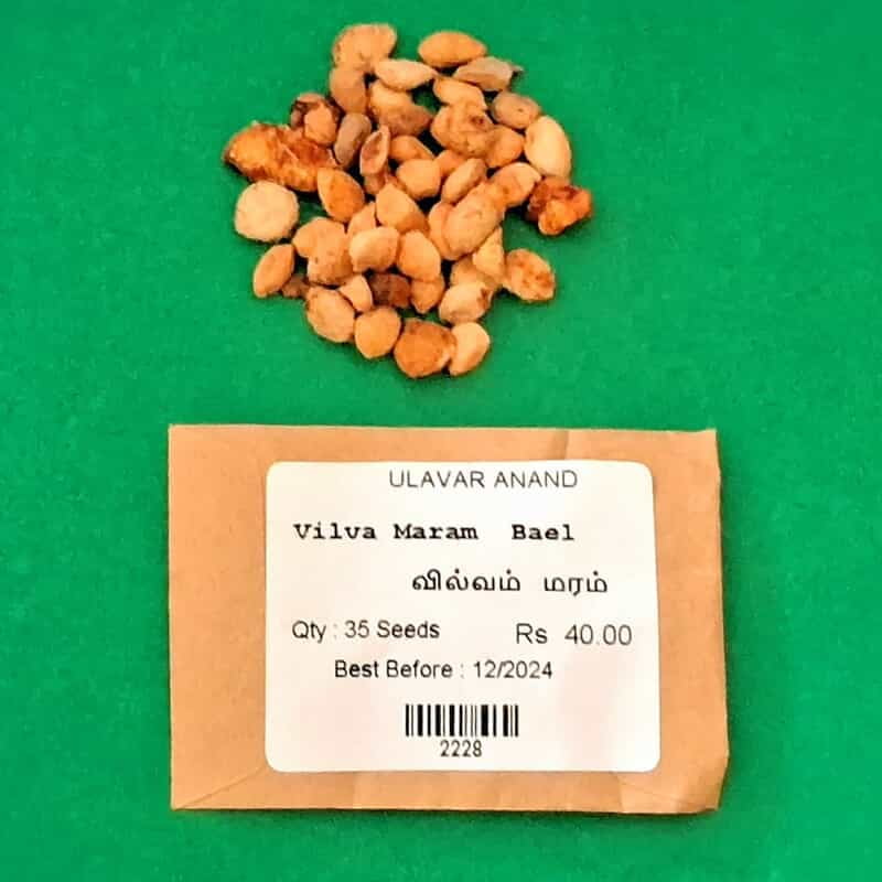 Vilva Maram | Bael (வில்வமரம் ) Vilva Maram | Bael (வில்வமரம் )