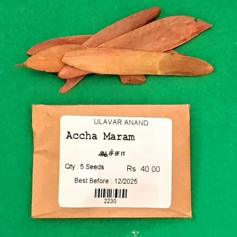 Accha Maram | Hardwickia (ஆச்சா மரம் ) Accha Maram | Hardwickia (ஆச்சா மரம் )