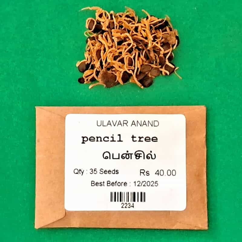 Pencil tree (பென்சில் மரம் ) Pencil tree (பென்சில் மரம் )