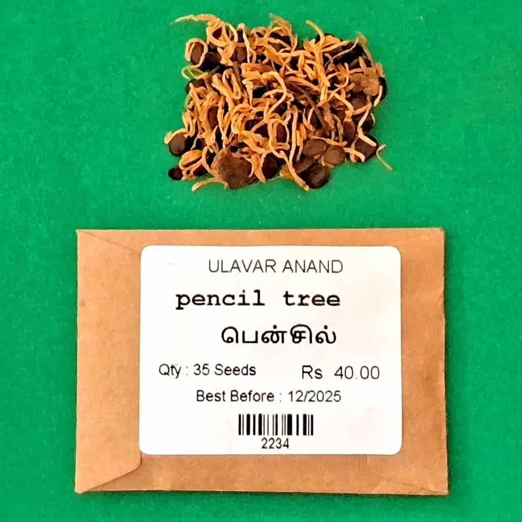 Pencil tree பென்சில் மரம்