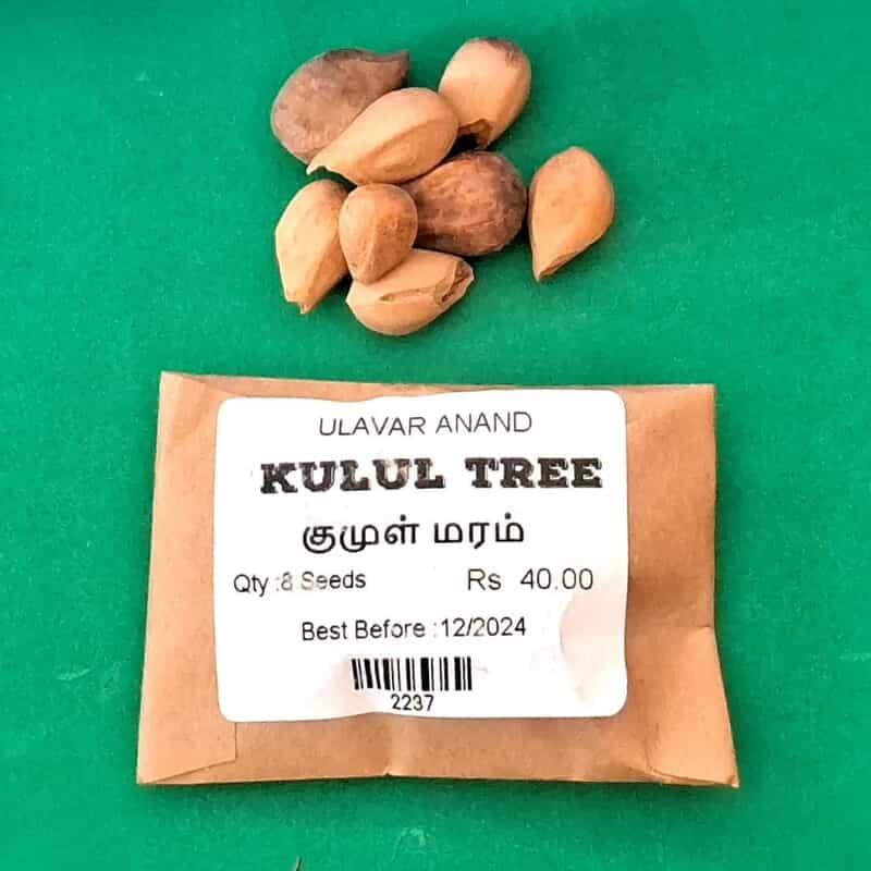 Kulul tree (குழுள் மரம் ) Kulul tree (குழுள் மரம் )