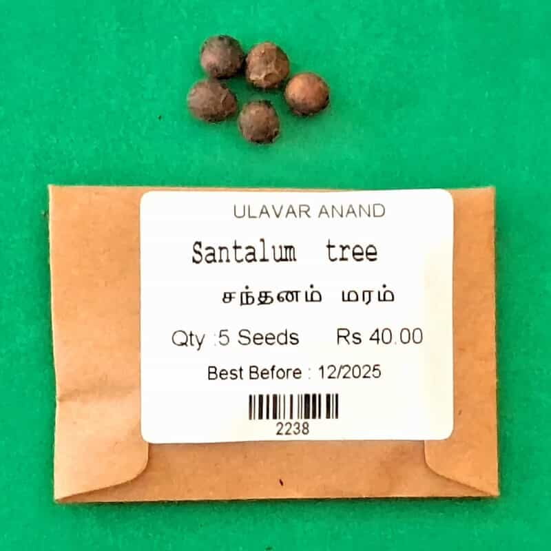 Santalum (சந்தனமரம் ) Santalum (சந்தனமரம் )