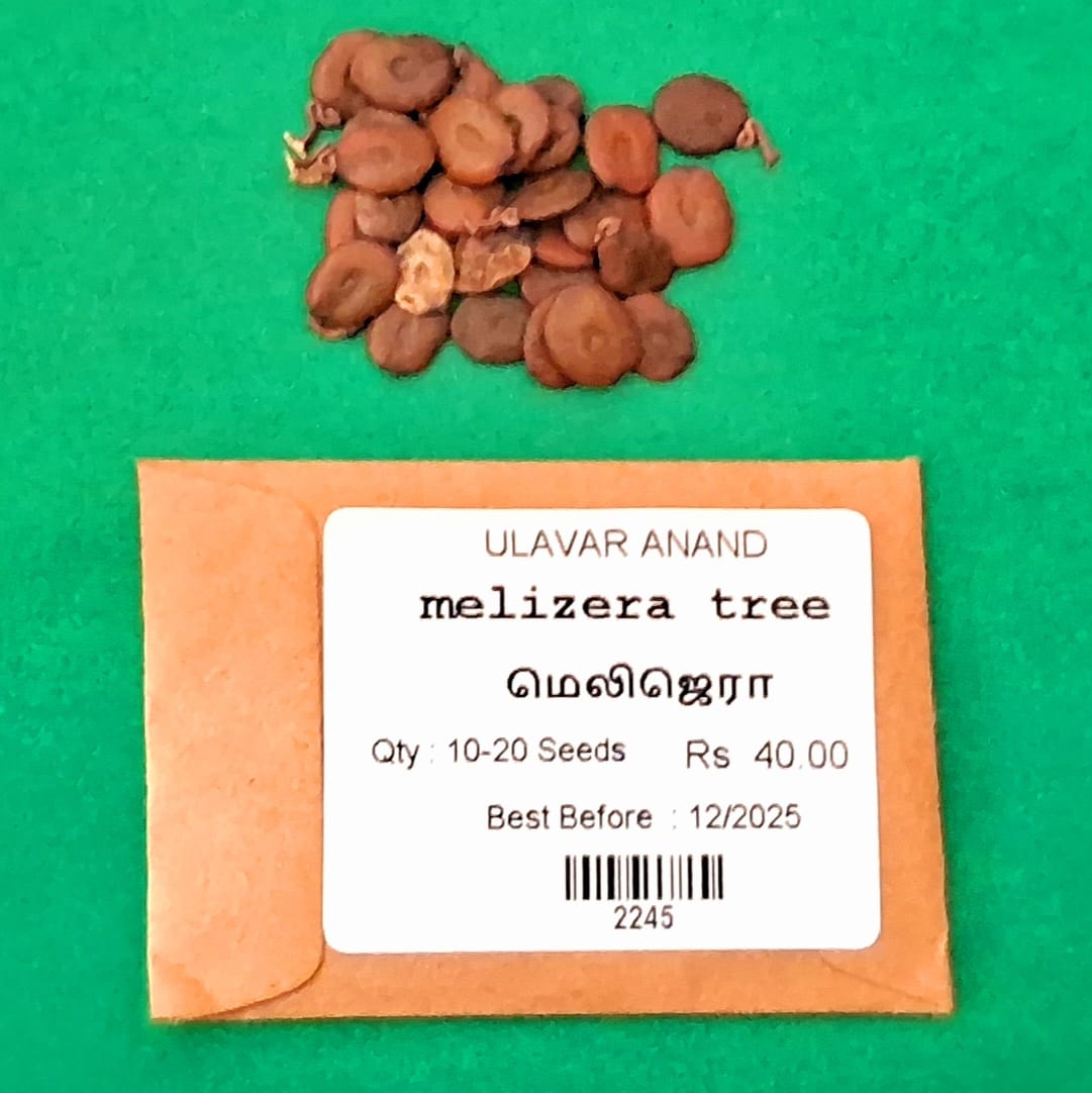 Melizera tree (மெலிஜெரா ) Melizera tree (மெலிஜெரா )