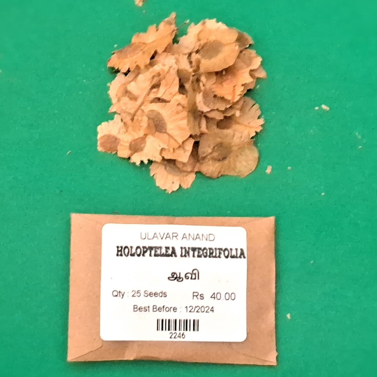 Holoptelea Integrifolia (ஆவி /ஆயா /ஆயில் மரம் ) Holoptelea Integrifolia (ஆவி /ஆயா /ஆயில் மரம் )