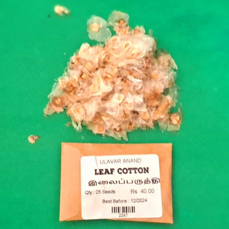 Leaf Cotton Seed ( இலைப்பருத்தி விதை ) Leaf Cotton Seed ( இலைப்பருத்தி விதை )