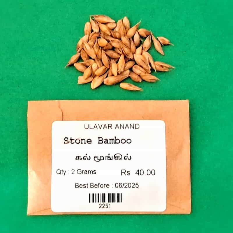 Stone Bamboo(Kal Moongil) | ( கல் மூங்கில் ) Stone Bamboo(Kal Moongil) | ( கல் மூங்கில் )