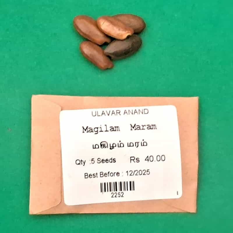 Magilam (மகிழம்) Magilam (மகிழம்)