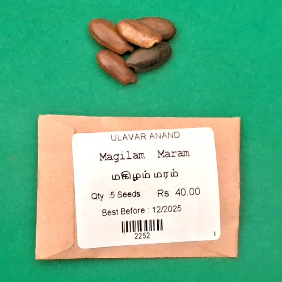 Magilam (மகிழம்) Magilam (மகிழம்)