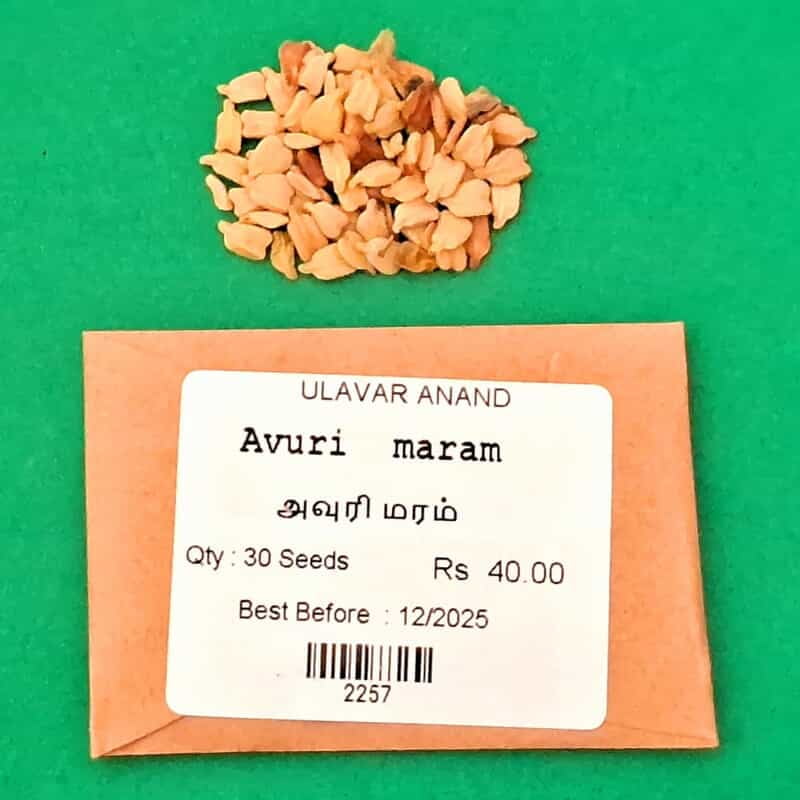 அவுரி மர விதை | Avuri Tree Seed அவுரி மர விதை | Avuri Tree Seed