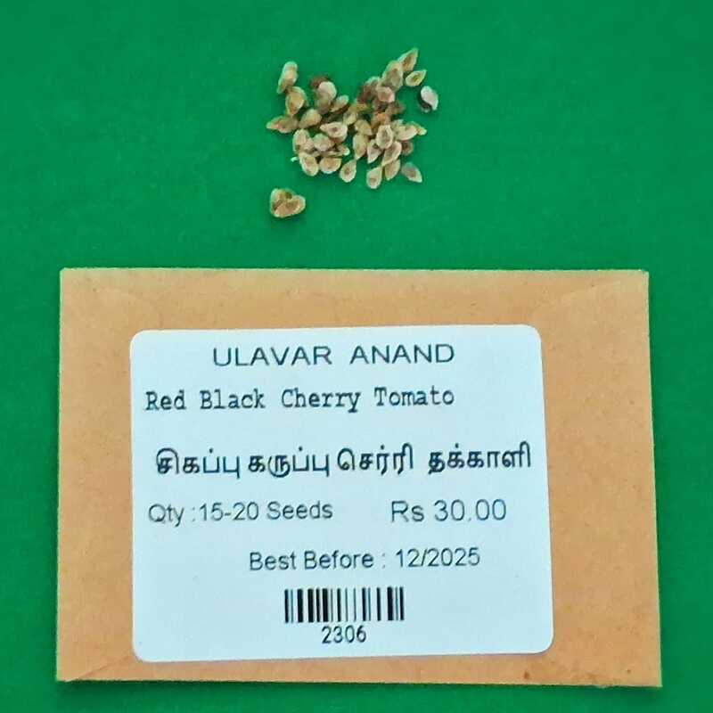 Red Black Cherry Tomoto_ சிகப்பு கருப்பு செர்ரி தக்காளி Red Black Cherry Tomoto_ சிகப்பு கருப்பு செர்ரி தக்காளி