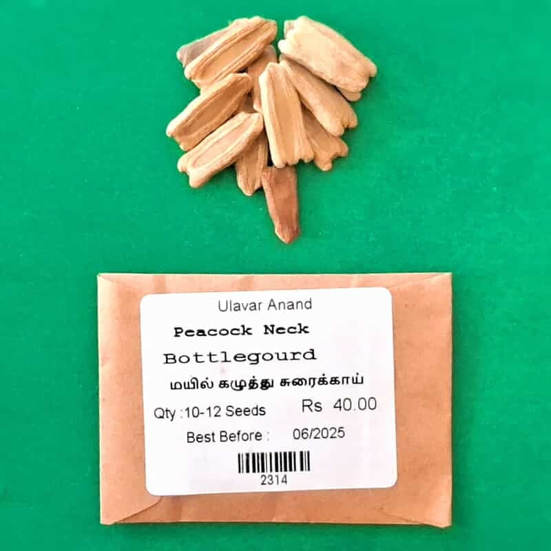 Peacock Neck BottleGourd _ மயில் கழுத்து சுரைக்காய் Peacock Neck BottleGourd _ மயில் கழுத்து சுரைக்காய்