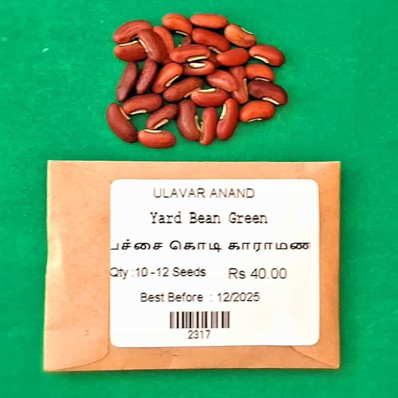 Yard Bean - Green _ பச்சை கொடி காராமணி Yard Bean - Green _ பச்சை கொடி காராமணி