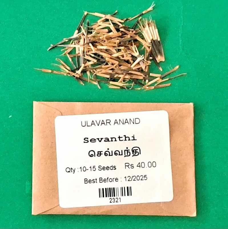 Sevanthi _ செவ்வந்தி Sevanthi _ செவ்வந்தி