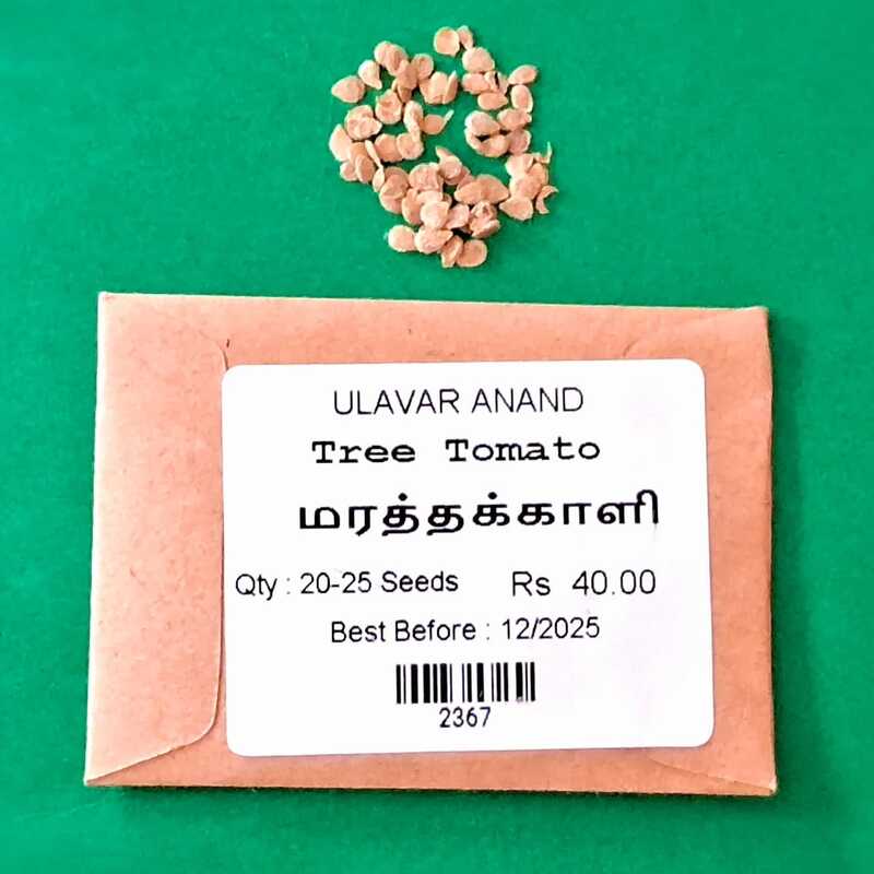 மரத்தக்காளி | Tree Tomato