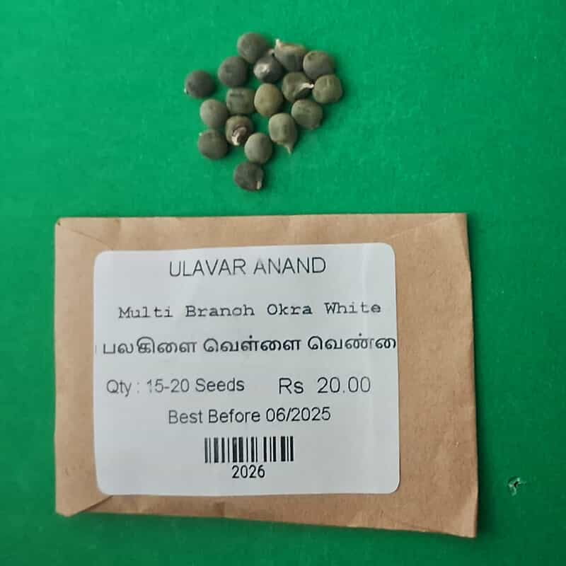 பலகிளை வெள்ளை வெண்டை |  Multi Branch Okra White