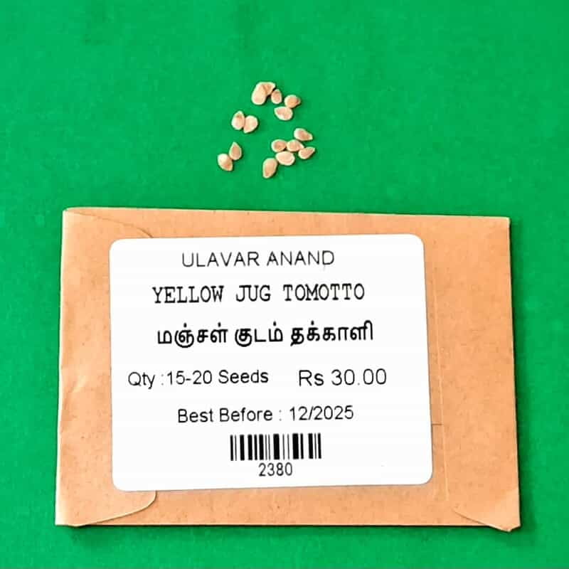 YELLOW JUG TOMOTTO (மஞ்சள் குடம் தக்காளி) YELLOW JUG TOMOTTO (மஞ்சள் குடம் தக்காளி)