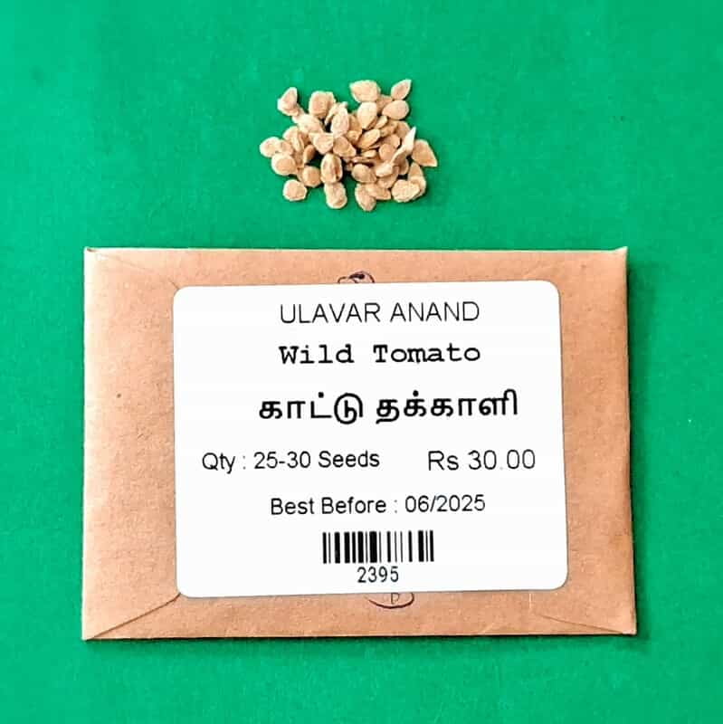 காட்டு தக்காளி | Tomato - wild