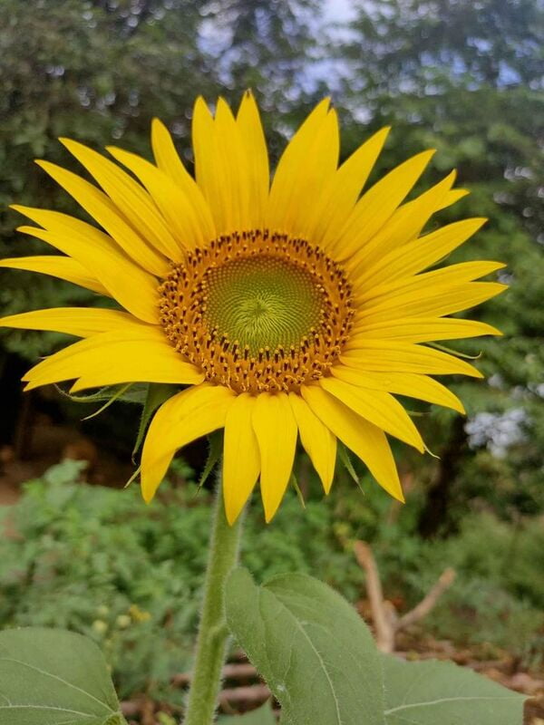 SUNFLOWER (சூரியகாந்தி பூ) SUNFLOWER (சூரியகாந்தி பூ)
