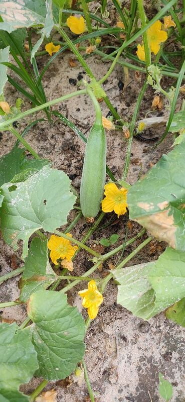 Baby CUCUMBER (வெள்ளரி - பிஞ்சி ) Baby CUCUMBER (வெள்ளரி - பிஞ்சி )