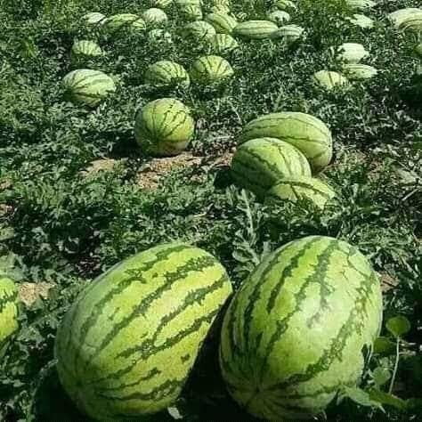 WATERMELON (தர்பூசணி) WATERMELON (தர்பூசணி)