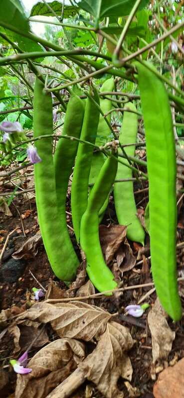 THAMATTAI SATTAI AVARAI ( SWORD BEANS ) (சாட்டை அவரை கொடி தமட்டை) THAMATTAI SATTAI AVARAI ( SWORD BEANS ) (சாட்டை அவரை கொடி தமட்டை)