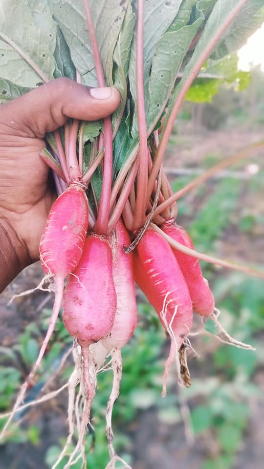 RED RADDISH (சிகப்பு முள்ளங்கி) RED RADDISH (சிகப்பு முள்ளங்கி)